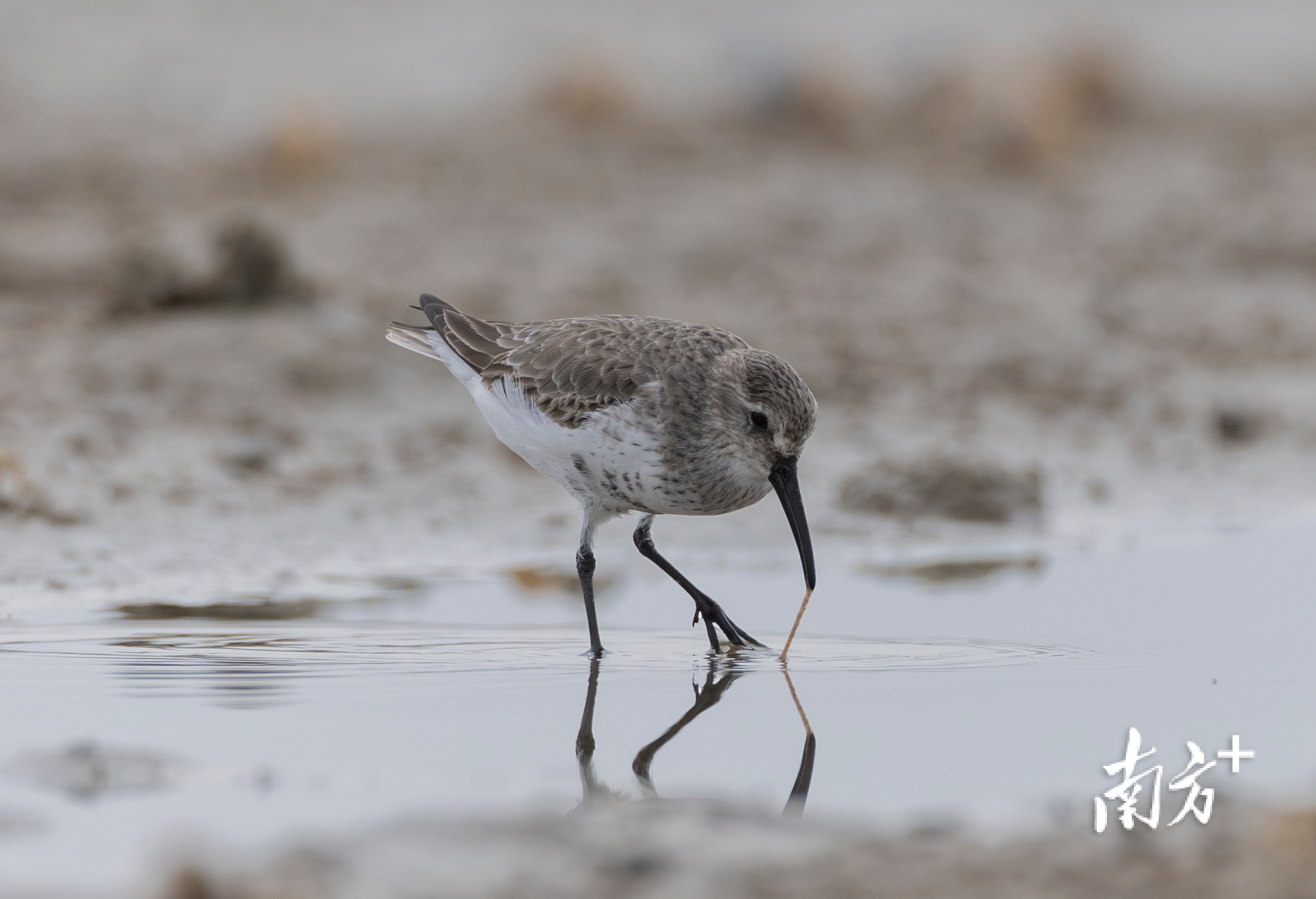 黑腹滨鹬在滩涂上进食。 黑腹滨鹬在滩涂上进食。