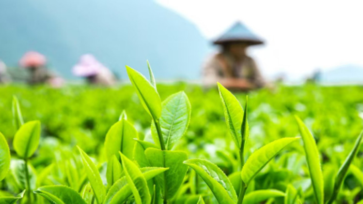 增速83.18%！英德红茶稳居中国茶品牌TOP50
