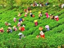 梅县茶事｜一片叶子的生态突围与品牌觉醒