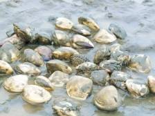 在竹下村的滩涂里“掘金”！泥滩地蹚出致富路，打造生态与收益双赢样本