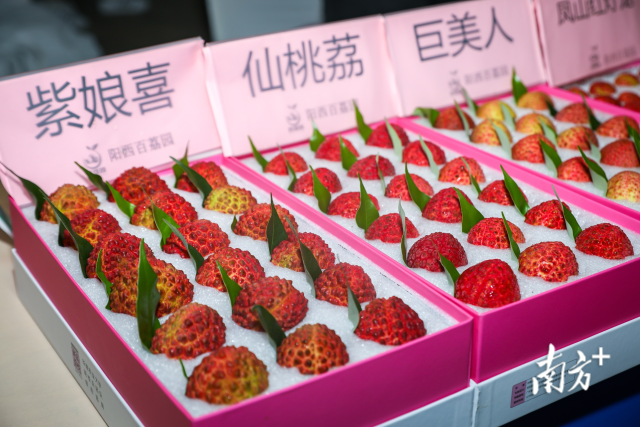 阳西荔枝品种。 阳西荔枝品种。