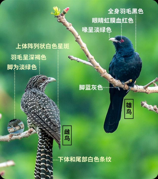 深圳市民投诉被鸟叫吵醒,季节限定“闹钟”噪鹃是怎样一种鸟_南方+_南方plus