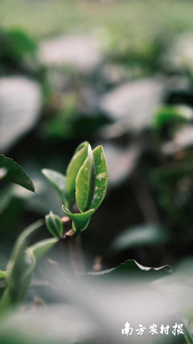 红旗茶厂茶园内,茶树吐露嫩芽。 红旗茶厂茶园内,茶树吐露嫩芽。