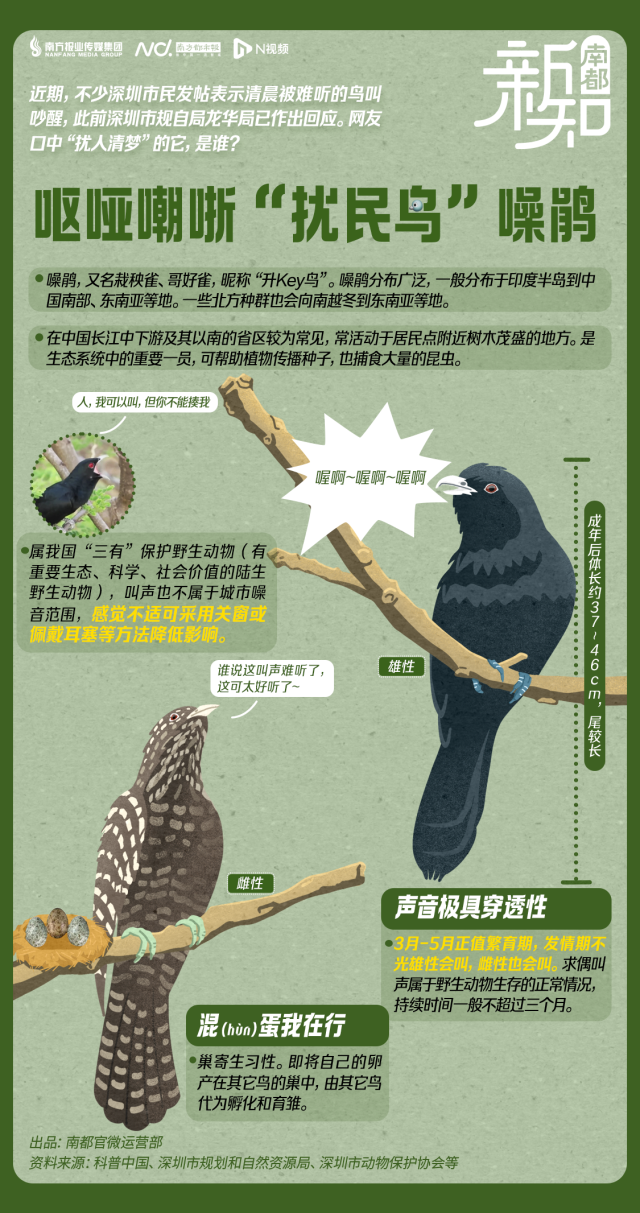 深圳市民投诉被鸟叫吵醒,季节限定“闹钟”噪鹃是怎样一种鸟_南方+_南方plus