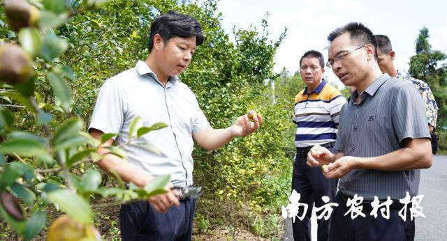 专家油茶团队深入各地开展科技服务  受访者供图