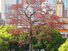 花开三度气长存！南方日报推出“英雄花开英雄城”特别报道