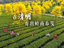 在清明，寄出一张岭南春笺