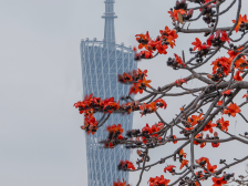 英雄花绽放 英雄气长存