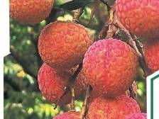 仙品荔何以撬动亿元产值 | 速览《南方日报·遂溪视窗》148期