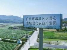 增城区腊圃村：虾堆飘着香，万人来趁墟｜广州百村观察