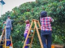 全员“种草”学不停，乌塘镇要打造卖荔枝的 “小红书村”