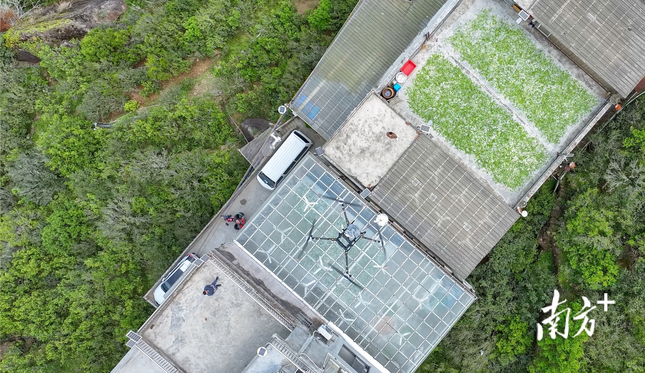 潮州鳳凰烏崠村春茶開采！“低空茶路”爭“鮮”飛行