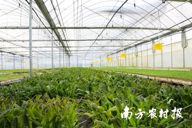 蔬菜大棚里种植的油麦菜。 蔬菜大棚里种植的油麦菜。