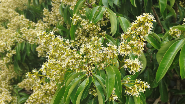 荔枝树花开正盛。  