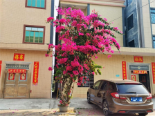 这个春天，尖岗村有点不一样