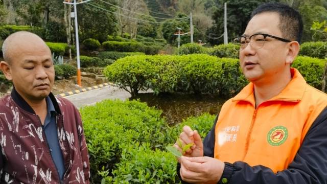 20余年坚守基层茶叶农技推广 农业科技特派员见证一片叶子带富一方百姓