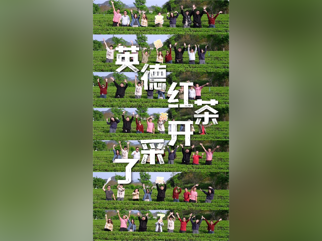 视频｜英德红茶，开采啦！