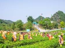 英德红茶三年将破百亿，英德“百千万工程”三年初见成效