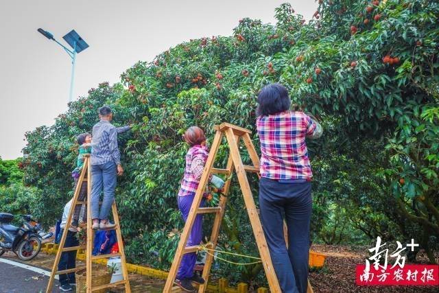 南方农村报 李嘉镓 制图