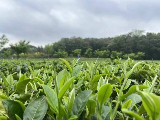 英德红茶茶芽吐露。