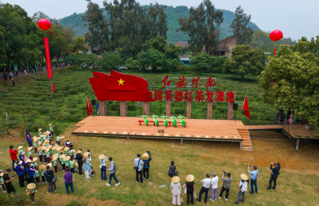 2025年第七届英德红茶头采季活动启幕。