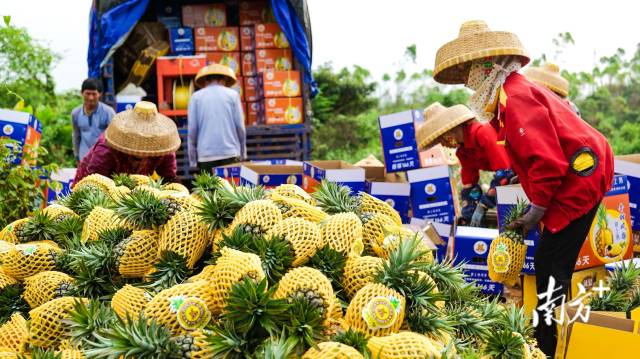 雷州凤梨。湛品 雷州凤梨。爱吃