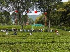 觅英州古韵、品头采珍茗！2025年第七届英德红茶头采季活动盛大启幕