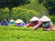 晨观山海 | 英德红茶，开采！
