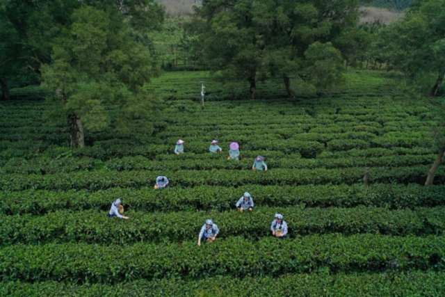 图集|英德18万亩茶园迎春茶季,各大茶企抢“鲜“开采
