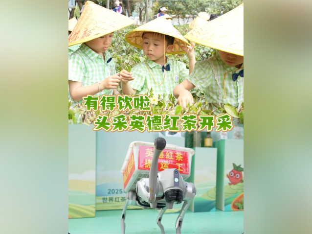 视频｜​有得饮啦！头采英德红茶开采