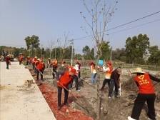 茂名滨海新区：发起植树活动90多场，种下树苗超7000株