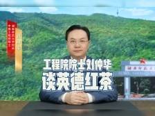 视频｜工程院院士刘仲华谈英德红茶