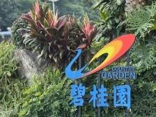 碧桂园杨惠妍：全力以赴保交房，一切都在向好发展