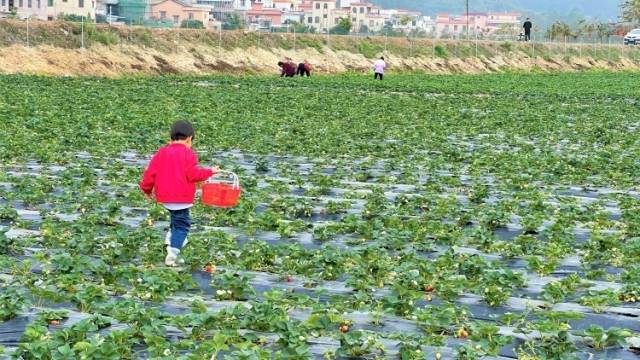 毛岸琴《甜甜的味道我知道》