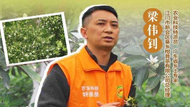 #农技先锋行 花多不一定产量高！新会柑花期补营养催新芽很关键。 陈皮师兄梁伟钊有办法。#农业科技特派员轻骑兵#农