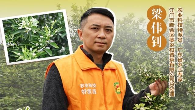 如何控花防病害？ 陈皮师兄梁伟钊两个小妙招，带你管好新会柑。