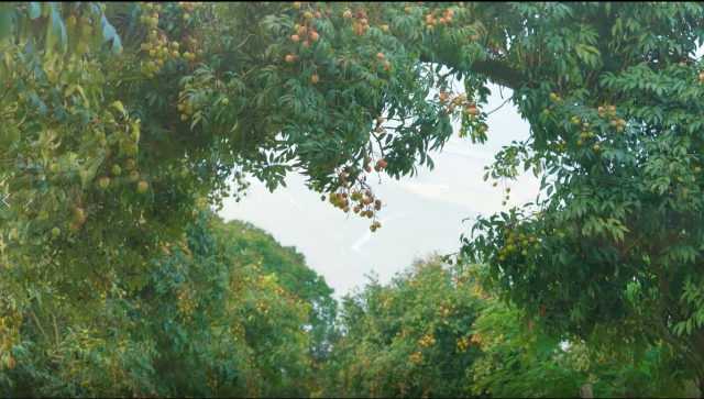 增城区竹园村三月红荔枝。资料图。