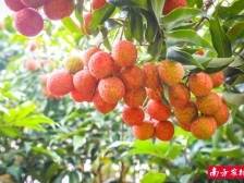 “仙品荔”搭线广之旅，遂溪“小红书村”迎来旅游新机遇