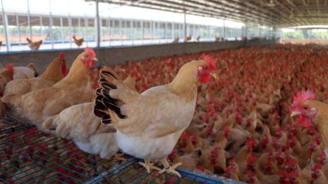 林允棋《逗鸡乐》