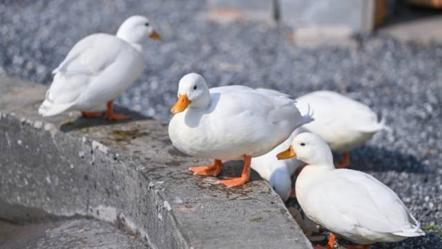 沈心砚《我的小鸭子朋友》