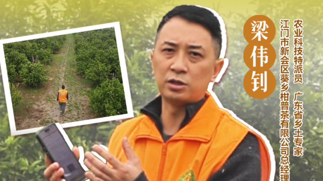 种好新会柑，土壤管理是关键。陈皮师兄梁伟钊讲解新会柑果园土壤管理注意事项。#农业科技特派员轻骑兵#农技先锋行