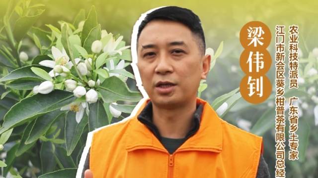 新会柑不同月份采摘都可以做什么产品？ 陈皮师兄梁伟钊来解答。#农业科技特派员轻骑兵#农技先锋行
