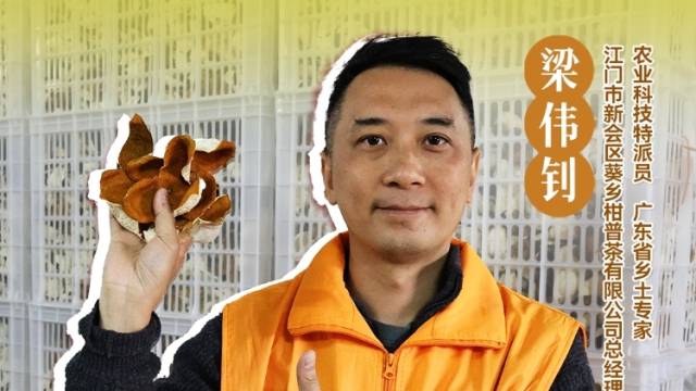 新会陈皮储存如何储存？陈皮师兄梁伟钊讲解新会陈皮储存注意事项。#农业科技特派员轻骑兵#农技先锋行