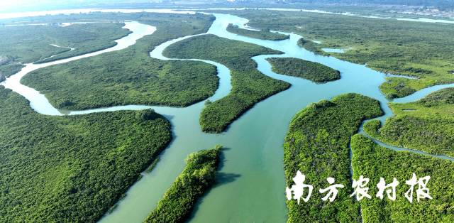 广东湛江红树林国家级自然保护区俯瞰图