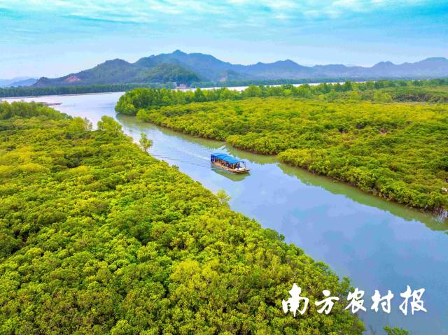 广东台山镇海湾红树林国家湿地公园。
