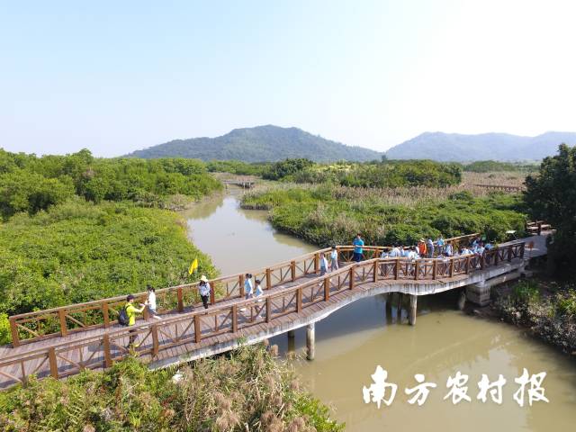 学生走进红树林，开展自然教育活动。