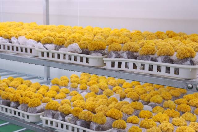 金耳，素有“植物燕窝”美称，气味清香、食味鲜美，含有丰富的金耳多糖和胶质，对提高人体免疫力、增强人体代谢能力有效果。