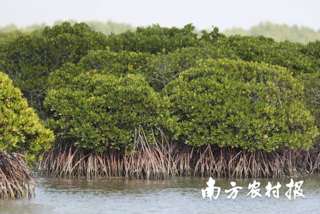典型红树植物红海榄。