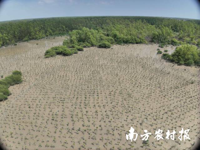 广东湛江红树林国家级自然保护区红树林造林现场。