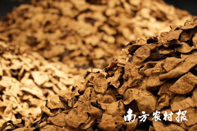 广陈皮之首，新会陈皮。